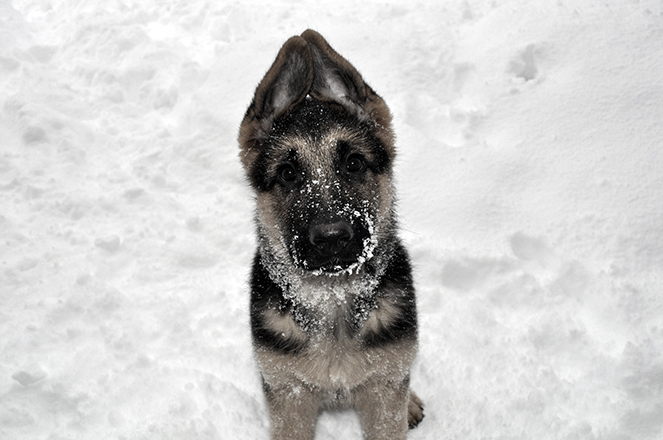 Tino – illustrasjon til Kraften i en hund